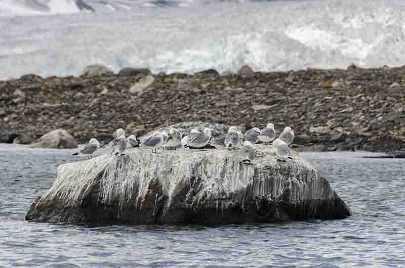 Black-legged Kittiwake - islas Svalbard - Noruega 2.jpg